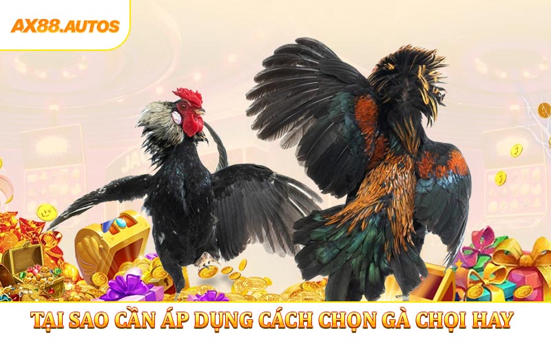 Tại sao cần áp dụng cách chọn gà chọi hay