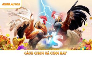 Cách Chọn Gà Chọi Hay - Hướng Dẫn Xem Tướng Tại AX88